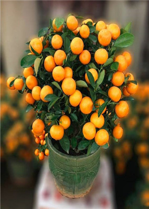 卧室放什麼植物最旺財？你選對了嗎？