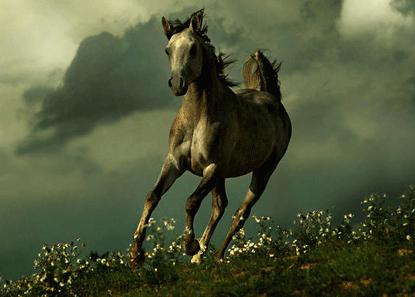 馬人辦公室風水