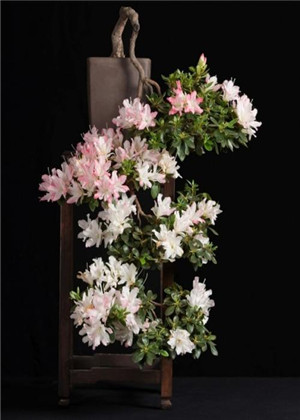 陽台種什麼植物風水好?這十種植物率先選