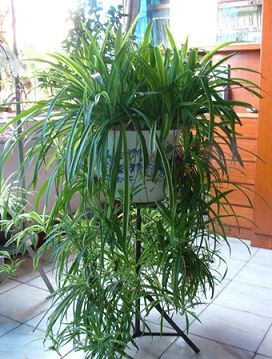 家居植物擺放位置有什麼講究