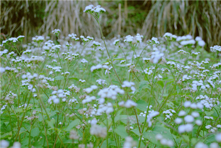 廚房擺放這三種花招財