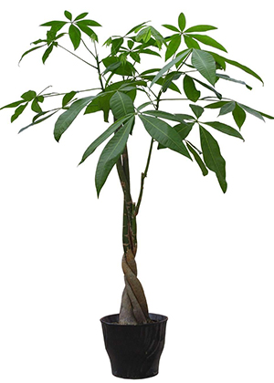 辦公室放什麼植物風水好?運勢上漲必備好綠植!