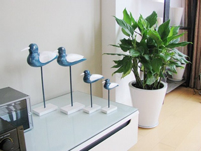 富貴生財的家居風水植物