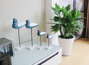 植物擺放位置和家居風水的秘密聯繫