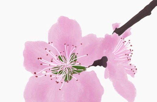 屬牛女孩什麼時辰出生最好,幾點生的女寶寶桃花運旺