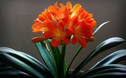 家裡養什麼花風水好，首選這幾款