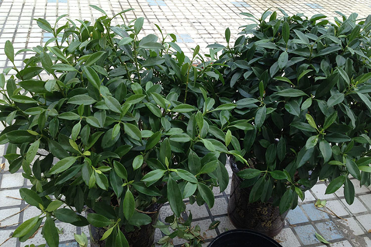 客廳擺什麼花旺風水 君子蘭寓意好