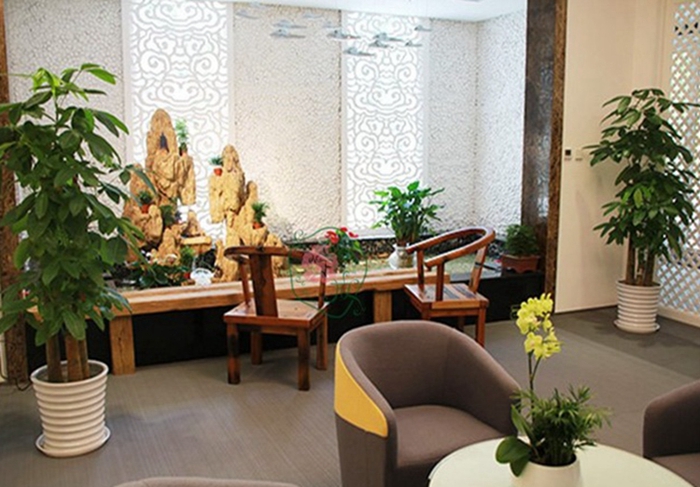 辦公室放什麼植物風水好 招財進寶金錢樹