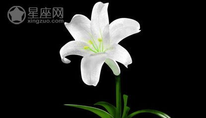 這些風水植物可幫你招桃花