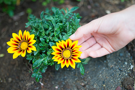 2021年運程財運最好的生肖