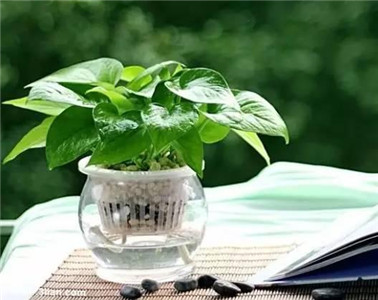 室內養花有哪些風水禁忌