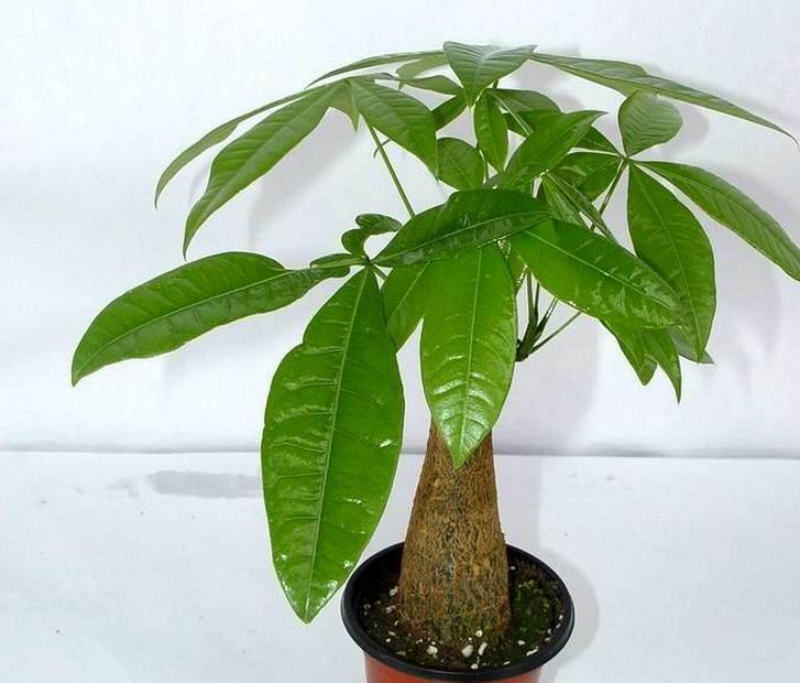 正三方擺這些東西可以聚財