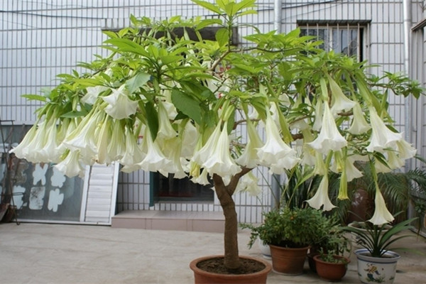 家居風水：四種為你帶來霉運的盆栽