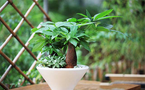 客廳養什麼植物風水好?這些綠植最受歡迎