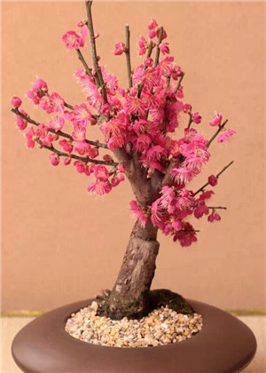 催桃花的風水擺件，擺在桃花位更靈驗