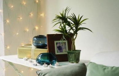 家中植物擺錯方位易破財