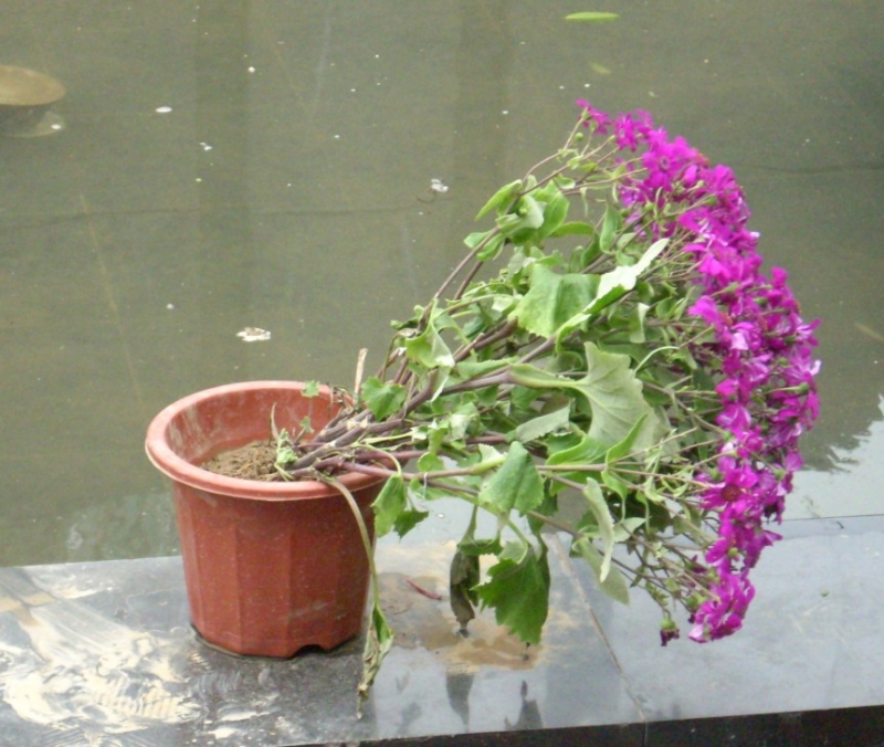 家居風水：四種為你帶來霉運的盆栽