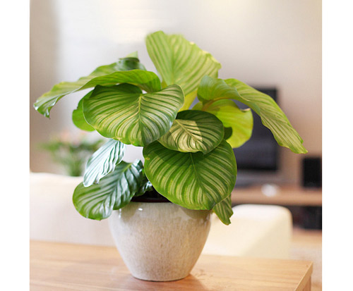 植物擺放風水