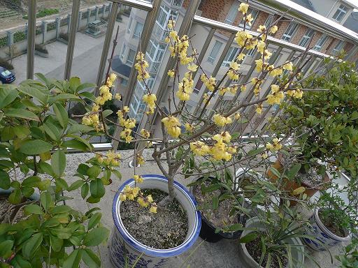 家居風水：四種為你帶來霉運的盆栽