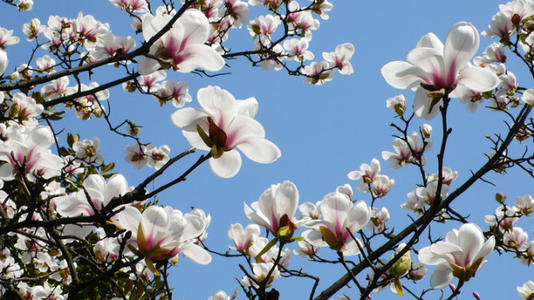 房前屋後風水禁忌 種什麼植物最旺風水