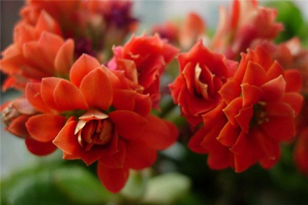 家裡養什麼花好