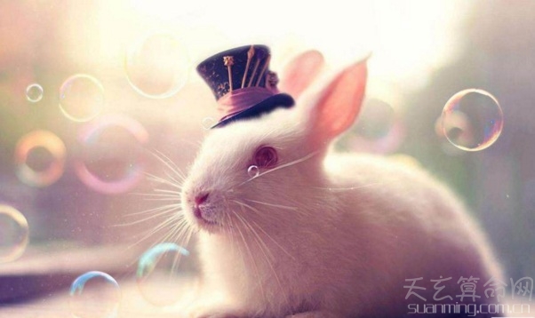 屬兔人出生日的命運   比較好命的屬兔人的出生時間