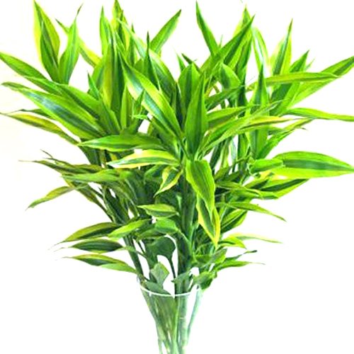 做生意適合放什麼盆栽