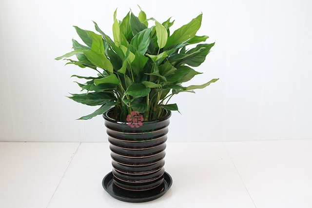 辦公桌背後擺放綠色植物好不好？辦公桌適合擺放什麼植物？