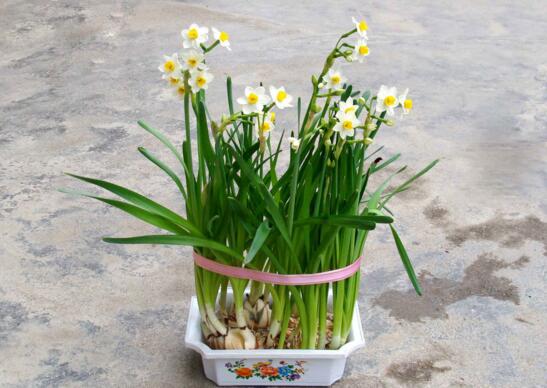 樓房客廳養什麼花最好