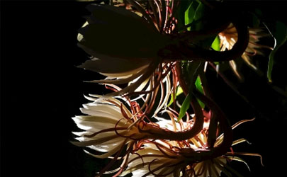 一進門可以是綠色么?進門三不見具體指什麼?