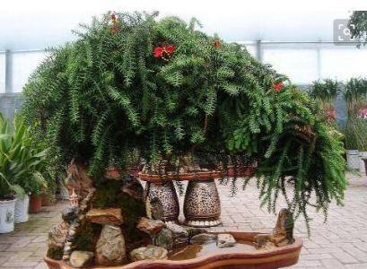 辦公室擺放過多的植物對風水有影響嗎？