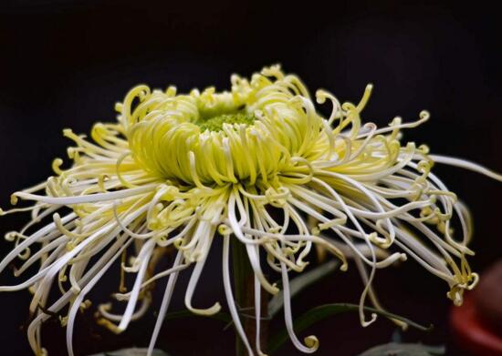什麼植物凈化空氣最好