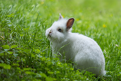 開車路上撞到小動物有什麼忌諱 怎麼做會比較好