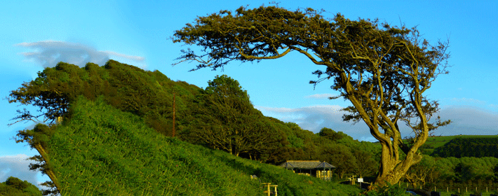 院子養魚需要注意哪些風水？