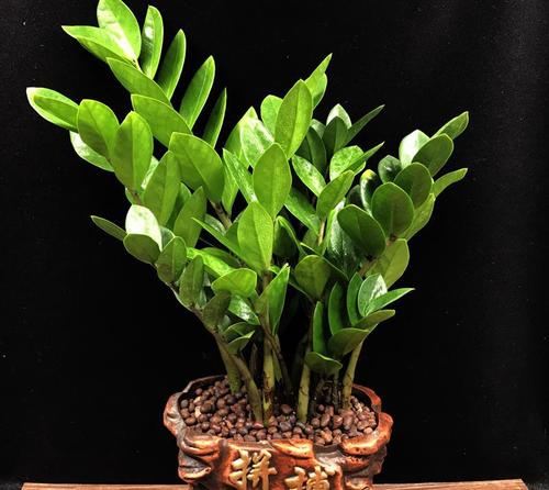 開門見什麼最吉利 進門見什麼最招財