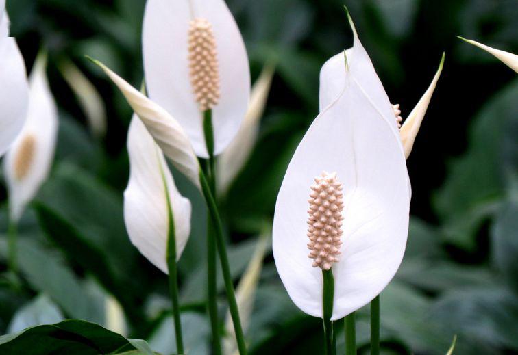 鎮宅綠植花卉哪種好養