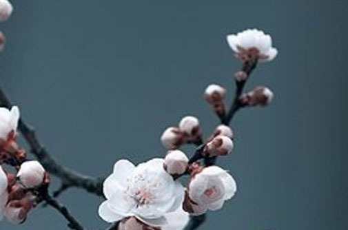 屬羊手機號碼尾數定財運 生肖羊大吉大利的數字