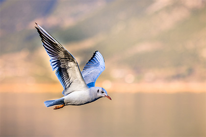 小鳥拉屎在頭上是不是有不好的預兆