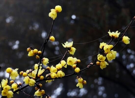 大廳放什麼植物最旺財
