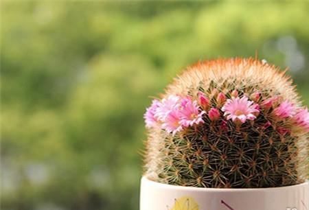 仙人球的花語是什麼，將愛情進行到底