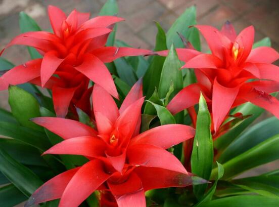 大廳放什麼植物最旺財