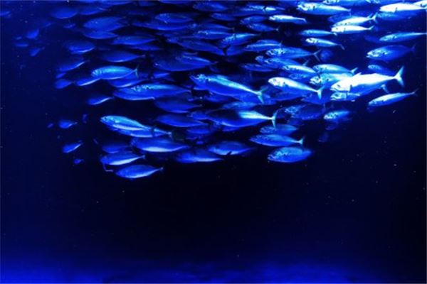 家居風水魚缸之學問有哪些