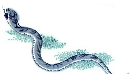 養蛇有什麼風水說法 家裡養蛇對風水好嗎