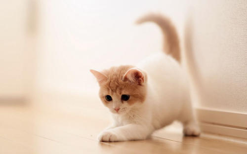 四大風水貓是什麼 養貓有什麼講究