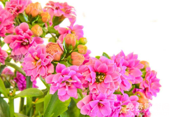 長壽花花語是大吉大利，適合送給自己的長輩