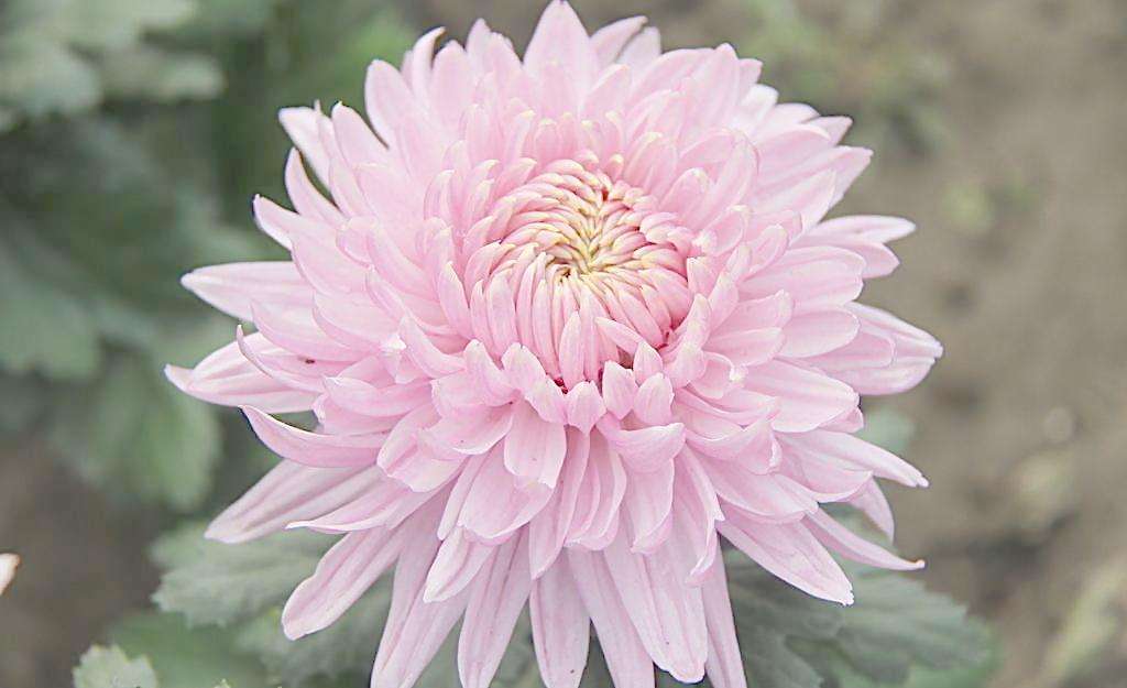 辦公室可以擺放菊花嗎？菊花有什麼風水寓意？