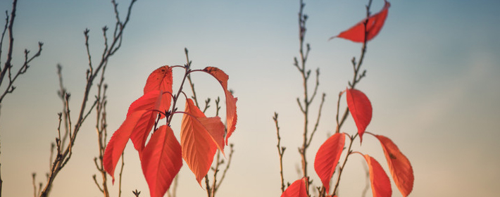 老闆辦公室,風水方位布置方法