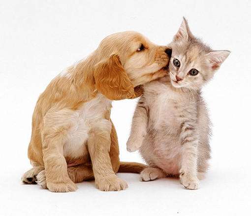 四大風水貓是什麼 養貓有什麼講究