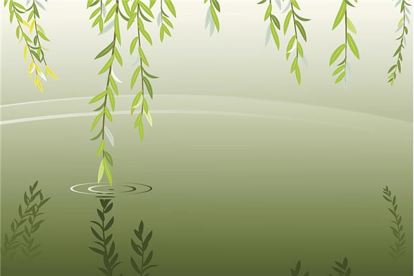 家中種植銀柳好不好