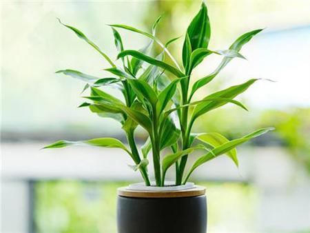 家中出現這四種預兆意味著即將要有一筆財富到手